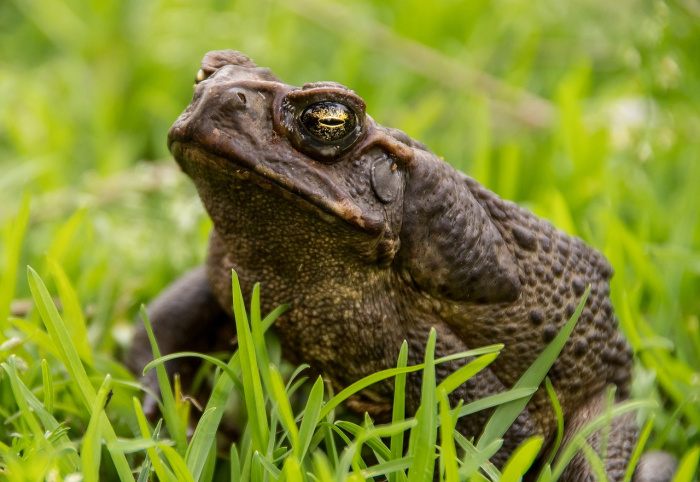 жаба в траве