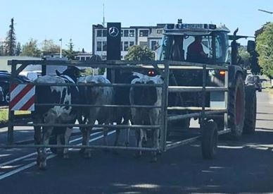 коровы в передвижном загоне