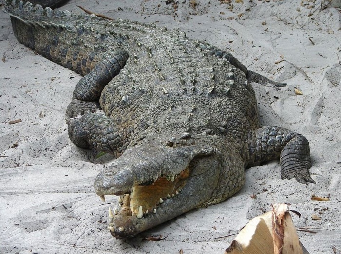 крокодил с разинутой пастью